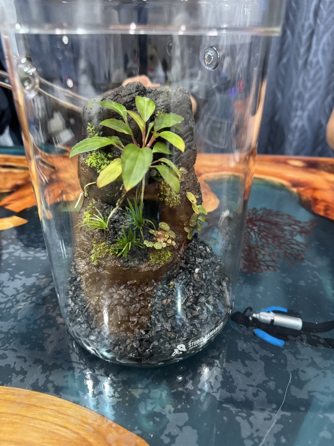 岩や苔、緑の植物を配したガラス容器のパルダリウム水槽